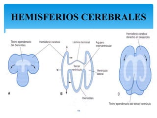 HEMISFERIOS CEREBRALES
18
 