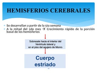HEMISFERIOS CEREBRALES
19
 Se desarrollan a partir de la 5ta semana
 A la mitad del 2do mes  Crecimiento rápido de la porción
basal de los hemisferios
Sobresale hacia el interior del
Ventrículo lateral y
en el piso del agujero de Monro
Cuerpo
estriado
 
