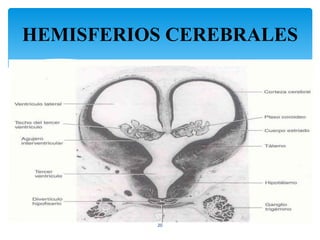 HEMISFERIOS CEREBRALES
20
 