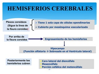 HEMISFERIOS CEREBRALES
21
Plexos coroideos
(Sigue la línea de
la fisura coroidea)
Por arriba de
la fisura coroidea
Posteriormente los
hemisferios cubren
 Tiene 1 sola capa de células ependimarias
 Cubierto por mesénquima vascularizado
Engrosamiento de los hemisferios
Hipocampo
(Función olfatoria  Sobresale en el Ventriculo lateral)
Cara lateral del diencéfalo
Mesencéfalo
Porción cefálica del metencéfalo
 