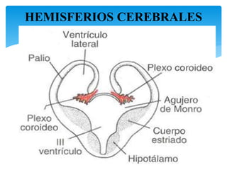 HEMISFERIOS CEREBRALES
22
 