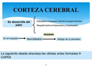 CORTEZA CEREBRAL
23
 Se desarrolla del
palio
En el neopalio
La siguiente oleada atraviesa las células antes formadas
CAPAS
Paleopalio o Arquipalio (lateral al cuerpo estriado)
Neopalio (entre el hipocampo y el paleopalio)
Neuroblastos
MIGRAN
Debajo de la piamadre
 