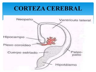 CORTEZA CEREBRAL
24
 