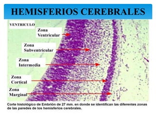 HEMISFERIOS CEREBRALES
25
 