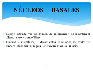  Cuerpo estriado, vía de entrada de información de la corteza al
tálamo y tronco encefálico.
 Función ( mamíferos) : Movimientos voluntarios, realizados de
manera inconciente, regula los movimientos voluntarios.
27
NÚCLEOS BASALES
 