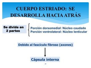 CUERPO ESTRIADO: SE
DESARROLLA HACIAATRÁS
28
Se divide en
2 partes
Porción dorsomedial: Núcleo caudado
Porción ventrolateral: Núcleo lenticular
Debido al fascículo fibroso (axones)
Cápsula interna
 