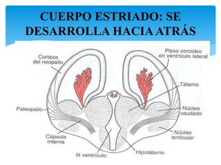 CUERPO ESTRIADO: SE
DESARROLLA HACIAATRÁS
29
 