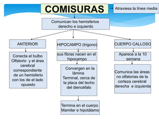 30
COMISURAS
Comunican los hemisferios
derecho e izquierdo
Atraviesa la línea media
ANTERIOR CUERPO CALLOSOHIPOCAMPO (trigono)
Conecta el bulbo
Olfatorio y el área
cerebral
correspondiente
de un hemisferio
con los de el lado
opuesto
Aparece a la 10
semana
sus fibras nacen en el
hipocampo
Comunica las áreas
no olfatorias de la
corteza cerebral
derecha e izquierda
Termina en el cuerpo
Mamilar e hipotàlamo
Convergen en la
làmina
Terminal, cerca de
la placa del techo
del diencèfalo
 