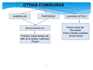 31
OTRAS COMISURAS
HABENULAR QUIASMA OPTICOPOSTERIOR
Se encuentran en:
Posiciòn rostral debajo del
tallo de la epifisis ( glàndula
Pineal)
Pared rostral del
Diencèfalo
Fibras mitades mediales
de las retinas
 