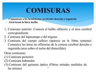 COMISURAS
32
 Comunican a los hemisferios cerebrales derecho e izquierdo
 Atraviesan la línea media
1. Comisura anterior: Conecta el bulbo olfatorio y el área cerebral
correspondiente
2. Comisura del hipocampo o del trigono
3. Comisura del cuerpo calloso (aparece en la 10ma semana):
Comunica las áreas no olfatorias de la corteza cerebral derecha e
izquierda (arco sobre el techo del diencéfalo).
Otras comisuras:
(1) Comisura posterior
(2) Comisura habenular
(3) Comisura del quiasma óptico (Fibras mitades mediales de
las retinas)
 