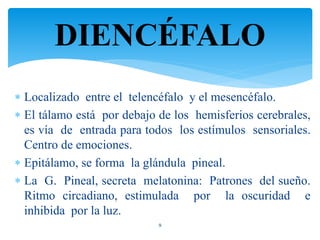  Localizado entre el telencéfalo y el mesencéfalo.
 El tálamo está por debajo de los hemisferios cerebrales,
es vía de entrada para todos los estímulos sensoriales.
Centro de emociones.
 Epitálamo, se forma la glándula pineal.
 La G. Pineal, secreta melatonina: Patrones del sueño.
Ritmo circadiano, estimulada por la oscuridad e
inhibida por la luz.
9
DIENCÉFALO
 