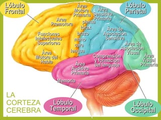 LA
CORTEZA
CEREBRA
LóbuloLóbulo
FrontalFrontal
FuncionesFunciones
IntelectualesIntelectuales
SuperioresSuperiores
ÁreaÁrea
MotoraMotora
PrimariaPrimaria
AreaArea
PremotoraPremotora
ÁreaÁrea
Motora delMotora del
HablaHabla
piernapierna
tóraxtórax
brazobrazo
manomano
caracara
lengualengua
LóbuloLóbulo
ParietalParietalÁreaÁrea
SensitivaSensitiva
PrimariaPrimaria
Área deÁrea de
AsociaciónAsociación
SensitivaSensitiva
LóbuloLóbulo
OccipitalOccipital
ÁreaÁrea
VisualVisual
PrimariaPrimaria
Área deÁrea de
AsociaciónAsociación
VisualVisual
LóbuloLóbulo
TemporalTemporal
MemoriaMemoria
ÁreaÁrea
AuditivaAuditiva
PrimariaPrimaria
ComprensiónComprensión
y formacióny formación
del lenguajedel lenguaje
 