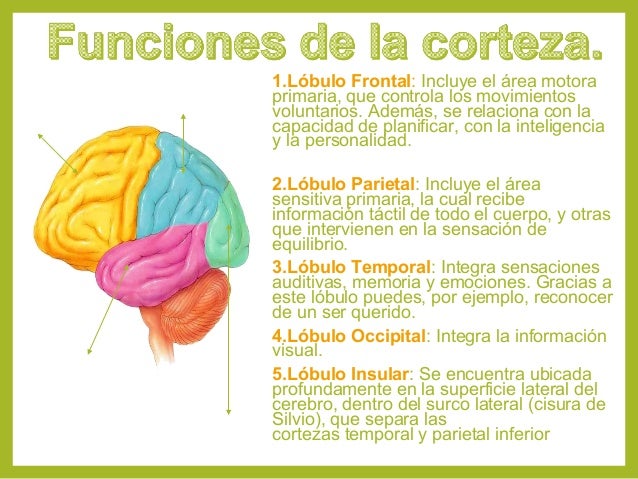 Cerebro
