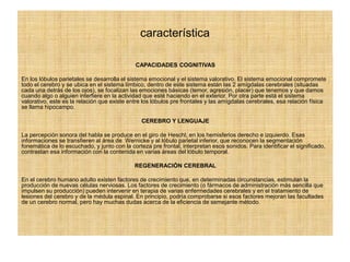 característica
CAPACIDADES COGNITIVAS
En los lóbulos parietales se desarrolla el sistema emocional y el sistema valorativo. El sistema emocional compromete
todo el cerebro y se ubica en el sistema límbico, dentro de este sistema están las 2 amígdalas cerebrales (situadas
cada una detrás de los ojos), se focalizan las emociones básicas (temor, agresión, placer) que tenemos y que damos
cuando algo o alguien interfiere en la actividad que esté haciendo en el exterior. Por otra parte está el sistema
valorativo, este es la relación que existe entre los lóbulos pre frontales y las amígdalas cerebrales, esa relación física
se llama hipocampo.
CEREBRO Y LENGUAJE
La percepción sonora del habla se produce en el giro de Heschl, en los hemisferios derecho e izquierdo. Esas
informaciones se transfieren al área de Wernicke y al lóbulo parietal inferior, que reconocen la segmentación
fonemática de lo escuchado, y junto con la corteza pre frontal, interpretan esos sonidos. Para identificar el significado,
contrastan esa información con la contenida en varias áreas del lóbulo temporal.
REGENERACIÓN CEREBRAL
En el cerebro humano adulto existen factores de crecimiento que, en determinadas circunstancias, estimulan la
producción de nuevas células nerviosas. Los factores de crecimiento (o fármacos de administración más sencilla que
impulsen su producción) pueden intervenir en terapia de varias enfermedades cerebrales y en el tratamiento de
lesiones del cerebro y de la médula espinal. En principio, podría comprobarse si esos factores mejoran las facultades
de un cerebro normal, pero hay muchas dudas acerca de la eficiencia de semejante método.
 