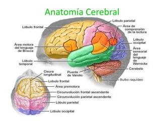 Anatomía Cerebral
 