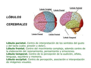 Lóbulo parietal. Centro de interpretación de los sentidos del gusto
y del tacto (calor, presión y dolor).
Lóbulo frontal. Centro del movimiento complejo, además centro de
la elaboración del razonamiento, pensamiento y emociones.
Lóbulo temporal. Centro de la percepción de la audición, olfato,
lenguaje, equilibrio y memoria.
Lóbulo occipital. Centro de percepción, asociación e interpretación
de imágenes visuales.
LÓBULOS
CEREBRALES
 