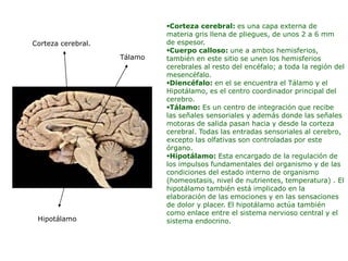 Corteza cerebral: es una capa externa de
materia gris llena de pliegues, de unos 2 a 6 mm
de espesor.
Cuerpo calloso: une a ambos hemisferios,
también en este sitio se unen los hemisferios
cerebrales al resto del encéfalo; a toda la región del
mesencéfalo.
Diencéfalo: en el se encuentra el Tálamo y el
Hipotálamo, es el centro coordinador principal del
cerebro.
Tálamo: Es un centro de integración que recibe
las señales sensoriales y además donde las señales
motoras de salida pasan hacia y desde la corteza
cerebral. Todas las entradas sensoriales al cerebro,
excepto las olfativas son controladas por este
órgano.
Hipotálamo: Esta encargado de la regulación de
los impulsos fundamentales del organismo y de las
condiciones del estado interno de organismo
(homeostasis, nivel de nutrientes, temperatura) . El
hipotálamo también está implicado en la
elaboración de las emociones y en las sensaciones
de dolor y placer. El hipotálamo actúa también
como enlace entre el sistema nervioso central y el
sistema endocrino.
Corteza cerebral.
Tálamo
Hipotálamo
 