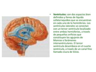 • Ventrículos: son dos espacios bien
definidos y llenos de líquido
cefalorraquídeo que se encuentran
en cada uno de lo hemisferios. Los
ventrículos laterales se conectan
con un tercer ventrículo localizado
entre ambos hemisferios, a través
de pequeños orificios que
constituyen los agujeros de
Monroe o forámenes
interventriculares. El tercer
ventrículo desemboca en el cuarto
ventrículo, a través de un canal fino
llamado cisura de Silvio.
 