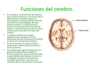 Funciones del cerebro.
• En el cerebro, la distribución de sustancia
gris y sustancia blanca es a la inversa de la
observada en la médula espinal. La
sustancia gris se dispone periféricamente,
formando una capa delgada, llamada
corteza cerebral. La sustancia blanca
forma casi toda la porción funcional del
cerebro, y conecta la corteza con los otros
núcleos grises ubicados en la base del
cerebro.
• La corteza cerebral es una capa
multineuronal compleja. Presenta
diferencias que han hecho que se la divida
en áreas con características propias.
• En el ser humano, la corteza cerebral
recibe toda la información sensitiva y la
hace consciente.
• Es el órgano que rige la consciencia, que
gobierna la afectividad y también la
función intelectual, como el pensamiento,
la capacidad de aprendizaje, la memoria,
el lenguaje, los actos, etc. (funciones
corticales superiores) . Además es la
iniciadora de los movimientos voluntarios.
 