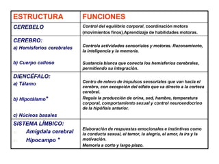 ESTRUCTURA FUNCIONES
CEREBELO Control del equilibrio corporal, coordinación motora
(movimientos finos).Aprendizaje de habilidades motoras.
CEREBRO:
a) Hemisferios cerebrales
b) Cuerpo calloso
Controla actividades sensoriales y motoras. Razonamiento,
la inteligencia y la memoria.
Sustancia blanca que conecta los hemisferios cerebrales,
permitiendo su integración.
DIENCÉFALO:
a) Tálamo
b) Hipotálamo*
c) Núcleos basales
Centro de relevo de impulsos sensoriales que van hacia el
cerebro, con excepción del olfato que va directo a la corteza
cerebral.
Regula la producción de orina, sed, hambre, temperatura
corporal, comportamiento sexual y control neuroendocrino
de la hipófisis anterior.
SISTEMA LÍMBICO:
a) Amígdala cerebral
b) Hipocampo *
Elaboración de respuestas emocionales e instintivas como
la conducta sexual, el temor, la alegría, el amor, la ira y la
motivación.
Memoria a corto y largo plazo.
 