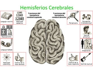 Hemisferios Cerebrales
 
