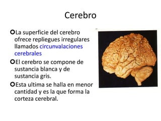 Cerebro
La superficie del cerebro
ofrece repliegues irregulares
llamados circunvalaciones
cerebrales
El cerebro se compone de
sustancia blanca y de
sustancia gris.
Esta ultima se halla en menor
cantidad y es la que forma la
corteza cerebral.
 