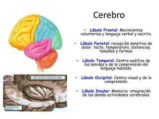 Cerebro
• Lóbulo Frontal: Movimientos
voluntarios y lenguaje verbal y escrito.
• Lóbulo Parietal: recepción sensitiva de
dolor, tacto, temperatura, distancias,
tamaños y formas.
• Lóbulo Temporal: Centro auditivo de
los sonidos y de la comprensión del
lenguaje hablado.
• Lóbulo Occipital: Centro visual y de la
comprensión.
• Lóbulo Insular: Memoria: integración
de las demás actividades cerebrales.
 