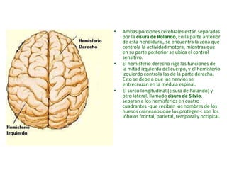 • Ambas porciones cerebrales están separadas
por la cisura de Rolando, En la parte anterior
de esta hendidura,, se encuentra la zona que
controla la actividad motora, mientras que
en su parte posterior se ubica el control
sensitivo.
• El hemisferio derecho rige las funciones de
la mitad izquierda del cuerpo, y el hemisferio
izquierdo controla las de la parte derecha.
Esto se debe a que los nervios se
entrecruzan en la médula espinal.
• El surco longitudinal (cisura de Rolando) y
otro lateral, llamado cisura de Silvio,
separan a los hemisferios en cuatro
cuadrantes -que reciben los nombres de los
huesos craneanos que los protegen-: son los
lóbulos frontal, parietal, temporal y occipital.
 