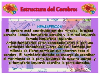 El cerebro está constituido por dos mitades, la mitad
derecha llamada hemisferio derecho y la mitad izquierda
llamada hemisferio izquierdo.
Ambos hemisferios están conectados entre sí por una
estructura denominada Cuerpo Calloso, formado por
millones de fibras nerviosas que recorren todo el
cerebro. El hemisferio derecho se encarga de coordinar
el movimiento de la parte izquierda de nuestro cuerpo, y
el hemisferio izquierdo coordina la parte derecha.
 