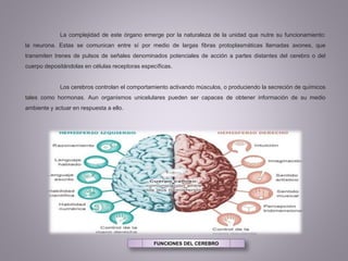 La complejidad de este órgano emerge por la naturaleza de la unidad que nutre su funcionamiento:
la neurona. Estas se comunican entre sí por medio de largas fibras protoplasmáticas llamadas axones, que
transmiten trenes de pulsos de señales denominados potenciales de acción a partes distantes del cerebro o del
cuerpo depositándolas en células receptoras específicas.
Los cerebros controlan el comportamiento activando músculos, o produciendo la secreción de químicos
tales como hormonas. Aun organismos unicelulares pueden ser capaces de obtener información de su medio
ambiente y actuar en respuesta a ello.
FUNCIONES DEL CEREBRO
 