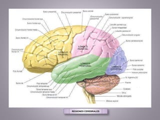 REGIONES CEREBRALES
 