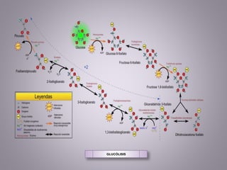 GLUCÓLISIS
 