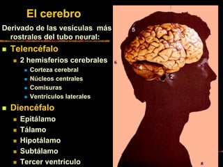 El cerebro
Derivado de las vesículas más
rostrales del tubo neural:
Telencéfalo
2 hemisferios cerebrales
Corteza cerebral
Núcleos centrales
Comisuras
Ventrículos laterales
Diencéfalo
Epitálamo
Tálamo
Hipotálamo
Subtálamo
Tercer ventrículo
 
