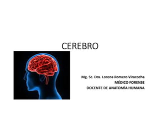CEREBRO
Mg. Sc. Dra. Lorena Romero Viracocha
MÉDICO FORENSE
DOCENTE DE ANATOMÍA HUMANA
 
