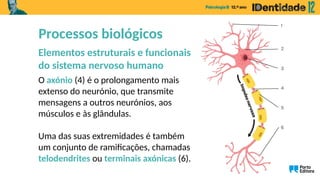 Telodendrites Label Apresentação em PowerPoint: O Cérebro – Psicologia | PPTX