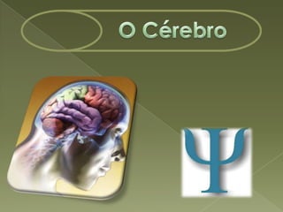 O Cérebro<br />