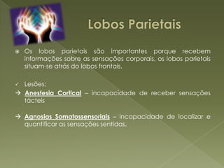 Lesões: Surdez Cortical – incapacidade de ouvir  Agnosia Auditiva – incapacidade de atribuir significado aos sons ouvidos Surdez Verbal – incapacidade de interpretar o significado do que se ouve, lesão na Área de Wernicke 