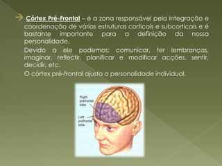 Lesões: Anestesia Cortical – incapacidade de receber sensações tácteis Agnosias Somatossensoriais – incapacidade de localizar e quantificar as sensações sentidas.