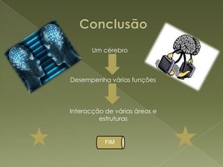  O cérebro funciona da forma especializada mas também de forma integrada, pois apesar de algumas áreas e estruturas cerebrais estarem mais ligadas a umas funções que a outras, todos os processos mentais exigem uma interacção de diversas áreas e estruturas cerebrais.	Exemplo disso é a linguagem em que se usam a Área de Broca para a produção do discurso oral e a Área de Wernicke para a compreensão do mesmo. Plasticidade Cerebral – refere-se à flexibilidade do cérebro que permite criar novas sinapses e ligações entre os neurónios, é esta plasticidade que permite que se aprenda toda a vida.