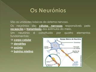 Os Neurónios	São as unidades básicas do sistema nervoso.	Os neurónios são células nervosas responsáveis pela recepção e transmissão dos estímulos do meio.	Um neurónio é constituído por quatro elementos fundamentais: 	 corpo celular	 dendrites	 axónio	 bainha mielina