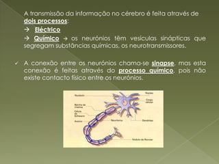 	A transmissão da informação no cérebro é feita através de dois processos:   Eléctrico	 Químico os neurónios têm vesículas sinápticas que segregam substâncias químicas, os neurotransmissores.A conexão entre os neurónios chama-se sinapse, mas esta conexão é feitas através do processo químico, pois não existe contacto físico entre os neurónios. Espinal MedulaEstrutura nervosa com dupla funcionalidade Função CondutoraFunção CoordenadoraCoordena os actos reflexos, involuntáriosTransporta ou conduz informação somatossensorial  para o cérebro para este transmitir informação motora aos músculos  Uma lesão na espinal medula pode provocar paralisia e insensibilidadeOs Actos Reflexos 	Nos actos reflexos os receptores sensoriais transmitem a sensação aos nervos sensoriais, que por sua vez, transmitem a mensagem à espinal medula. Na espinal medula existe um nervo de associação que transmite a mensagem aos nervos motores, estes aos músculos que actuam instantaneamente. Deu-se então o acto reflexo, os actos reflexos são de extrema importância, pois minimizam o tempo de reacção e consequentemente o impacto da sensação, por exemplo numa queimadura. 
