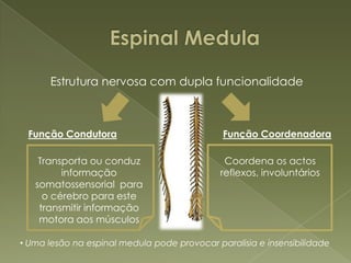  Cerebelo Bolbo Raquidiano Sistema Reticular Activante Tálamo Hipotálamo
