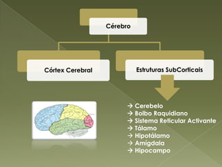 Córtex CerebralO córtex  cerebral é o responsável pela capacidade de realizar  as funções mentais superiores.O córtex cerebral tem duas áreas funcionaisÁreas Primárias ou Sensoriais Áreas Secundárias ou Psicossensoriais Processam a informação Recebem e produzem informação  sensorial 