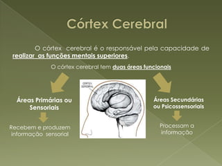 	O cérebro esta dividido em dois hemisférios, os quais estão divididos em quatro lobos:	 Lobos Occipitais 	 Lobos Temporais	 Lobos Parietais 	 Lobos Frontais 