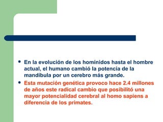  En la evolución de los homínidos hasta el hombre
actual, el humano cambió la potencia de la
mandíbula por un cerebro más grande.
 Esta mutación genética provoco hace 2.4 millones
de años este radical cambio que posibilitó una
mayor potencialidad cerebral al homo sapiens a
diferencia de los primates.
 