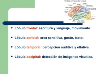  Lóbulo frontal: escritura y lenguaje, movimiento.
 Lóbulo parietal: area sensitiva, gusto, tacto.
 Lóbulo temporal: percepción auditiva y olfativa.
 Lóbulo occipital: detección de imágenes visuales.
 