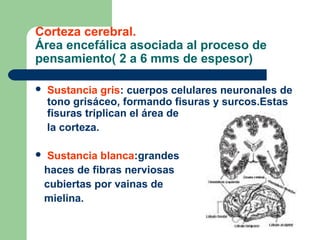 Corteza cerebral.
Área encefálica asociada al proceso de
pensamiento( 2 a 6 mms de espesor)
 Sustancia gris: cuerpos celulares neuronales de
tono grisáceo, formando fisuras y surcos.Estas
fisuras triplican el área de
la corteza.
 Sustancia blanca:grandes
haces de fibras nerviosas
cubiertas por vainas de
mielina.
 