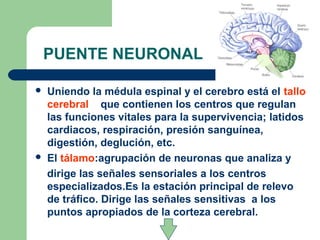 PUENTE NEURONAL
 Uniendo la médula espinal y el cerebro está el tallo
cerebral que contienen los centros que regulan
las funciones vitales para la supervivencia; latidos
cardiacos, respiración, presión sanguínea,
digestión, deglución, etc.
 El tálamo:agrupación de neuronas que analiza y
dirige las señales sensoriales a los centros
especializados.Es la estación principal de relevo
de tráfico. Dirige las señales sensitivas a los
puntos apropiados de la corteza cerebral.
 