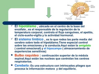  El hipotálamo , ubicado en el centro de la base del
encéfalo , es el responsable de la regulación de la
temperatura corporal, controla el flujo sanguineo, el apetito,
el ciclo-sueño-vigilia y la actividad hormonal.
 El sistema límbico , es lo que rodea las parte media del
cerebro sobre todo el hipotálamo.Tiene especial control
sobre las emociones y la conducta.Aqui estan la amigdala
( control emocional) y el hipocampo ( almacenamiento de
experiencias sensitivas)
 Bulbo raquideo : continuación superior de la médula
espinal.Aqui están los nucleos que controlan los centros
respiratorios.
 Cerebelo: Es una estructura con intrincados plieges que
procesa la información motora y del equilibrio.
 