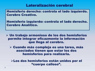  Un trabajo armonioso de los dos hemisferios
permite integrar eficazmente la información
que llega al cerebro.
 Cuando más compleja es una tarea, más
asociados tienen que estar los dos
hemisferios para realizarla.
Los dos hemisferios están unidos por el
“cuerpo calloso”.
Hemisferio derecho: controla el lado izquierdo.
Cerebro Creativo.
Hemisferio izquierdo: controla el lado derecho.
Cerebro Analítico.
Lateralización cerebral
 